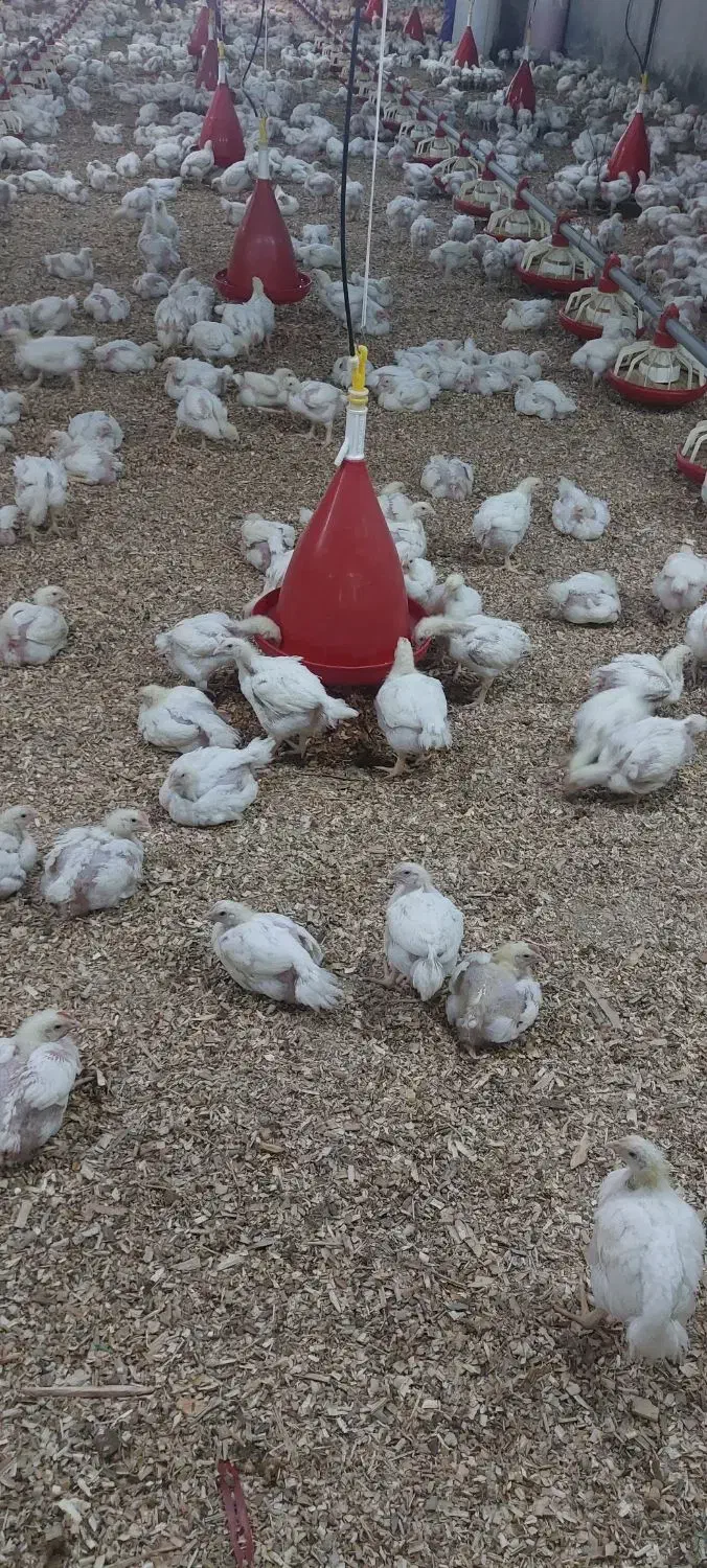 استخدام . سرپرست فنی مرغداری|استخدام صنعتی، فنی، مهندسی|کوهسار (البرز), |دیوار