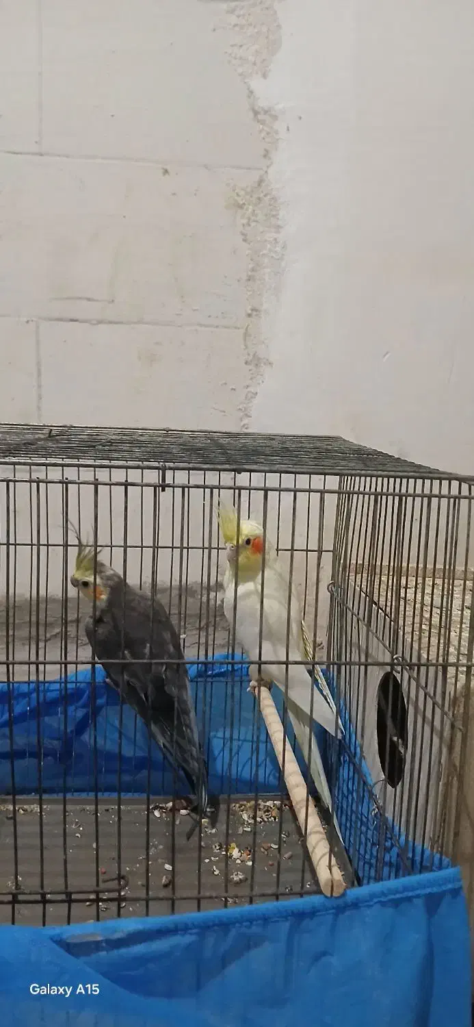 عروس هلندی با جوجه|پرنده|چمران, |دیوار