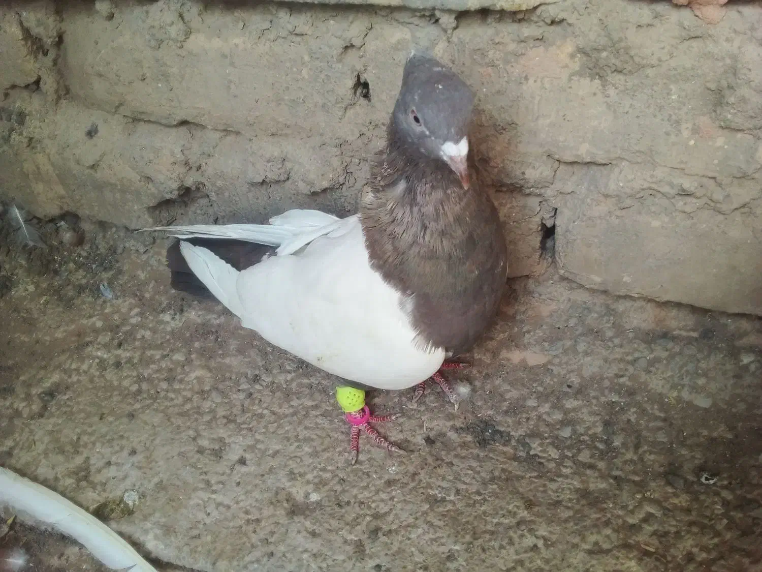 پرنده|پرنده|اسفراین, |دیوار