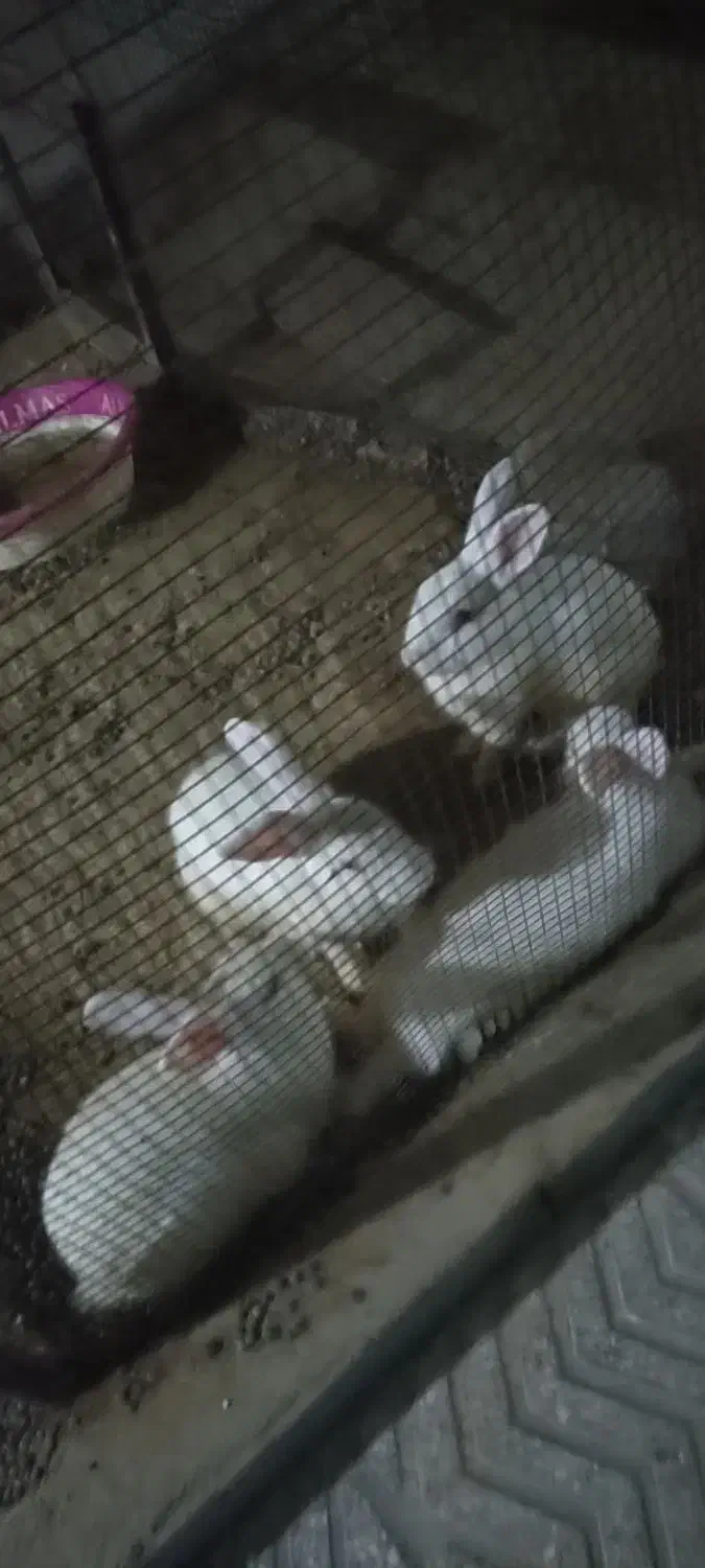 خرگوش تمیزخانگی|موش و خرگوش|چابهار, |دیوار