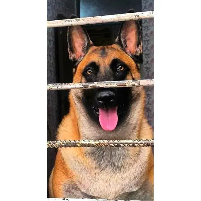 سگ مالینویز ماده|سگ|سیرجان, |دیوار