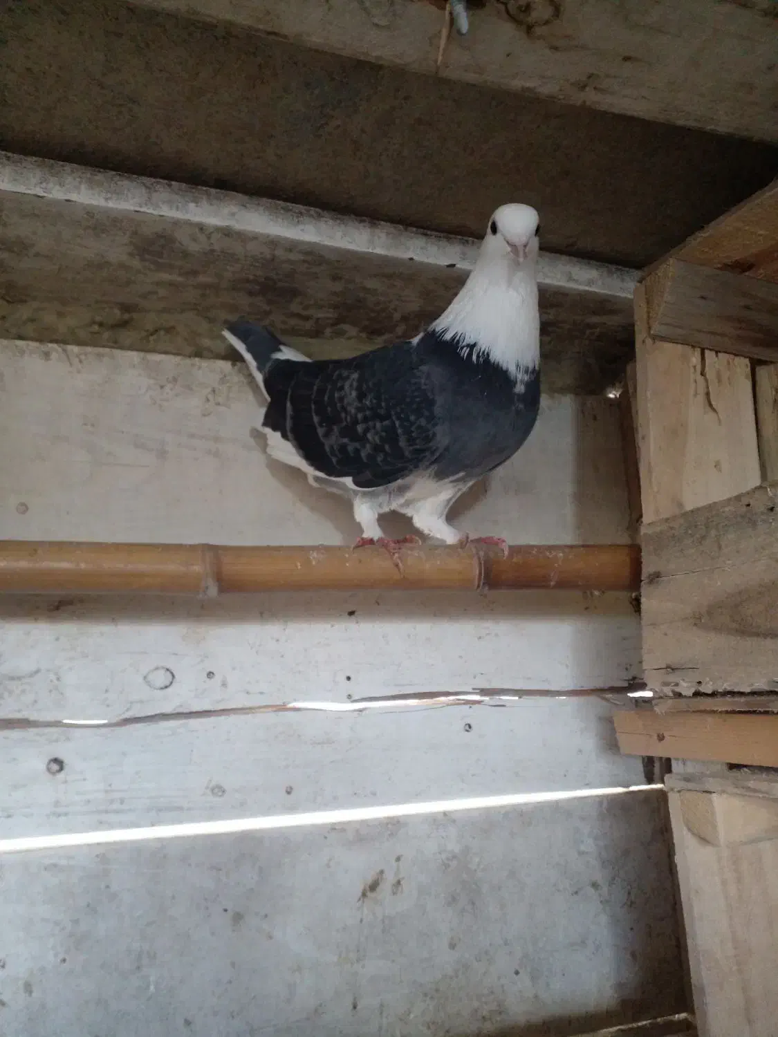 کبوتر پرشی|پرنده|رودسر, |دیوار