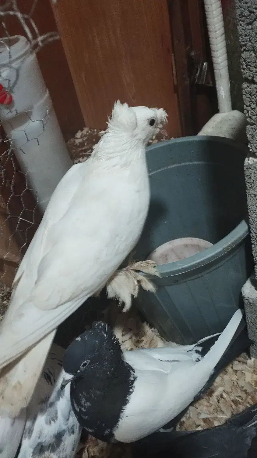 کبوتر بخارایی اصل|پرنده|آستانه اشرفیه, |دیوار