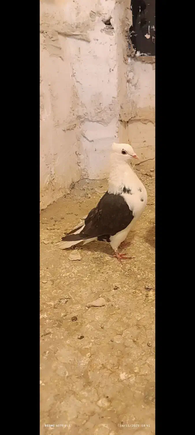 پشتی کاکلی|پرنده|خواف, |دیوار