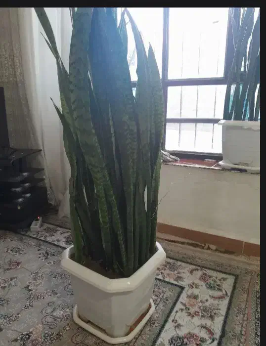 گل شمشیری|گل و گیاه طبیعی|ایلام, |دیوار