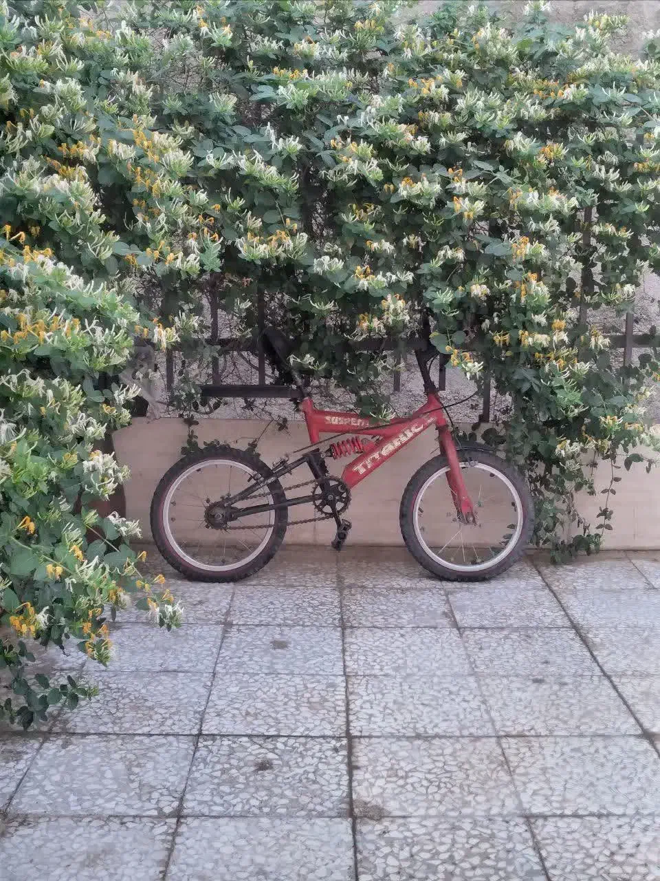 دوچرخه|دوچرخه، اسکیت، اسکوتر|گلستان (تهران), |دیوار