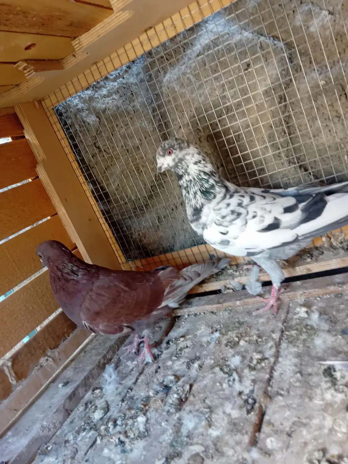 کفتر کاشونی سرخ|پرنده|نجفآباد, کهریزسنگ|دیوار