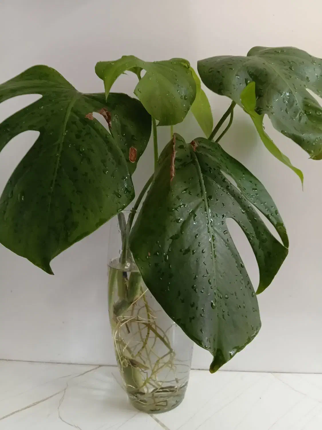 گل برگ انجیری|گل و گیاه طبیعی|اصفهان, شیخ طوسی|دیوار