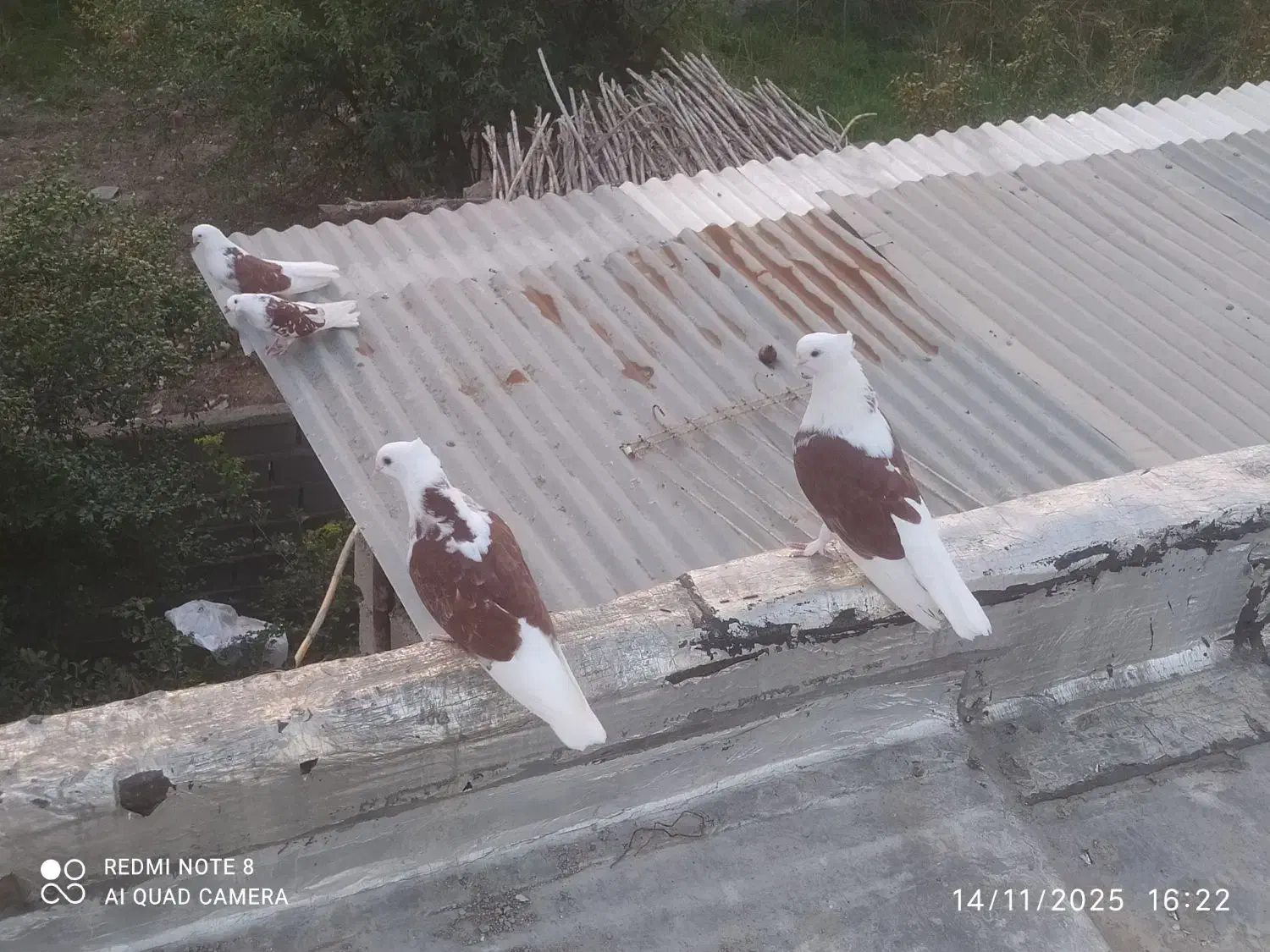 کبوتر نوک ریز تیپی|پرنده|رامیان, |دیوار