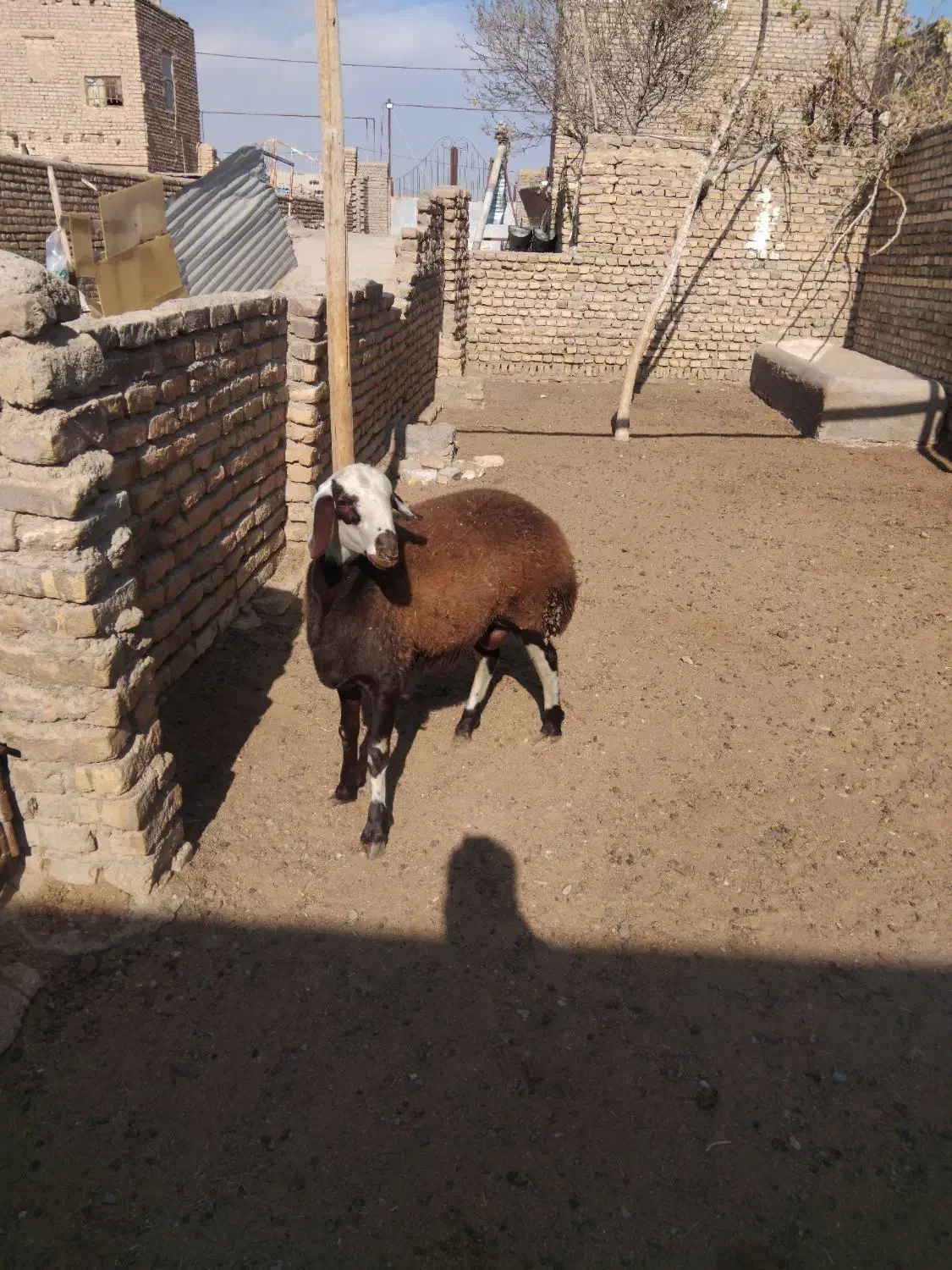 بره جنس دار تخمی قوچی افشار اصل|حیوانات مزرعه|تربتحیدریه, حاجی یار|دیوار
