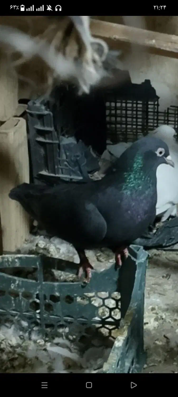 کفتر ملکی جفتشون باهم 600تمن|پرنده|کهنوج, |دیوار