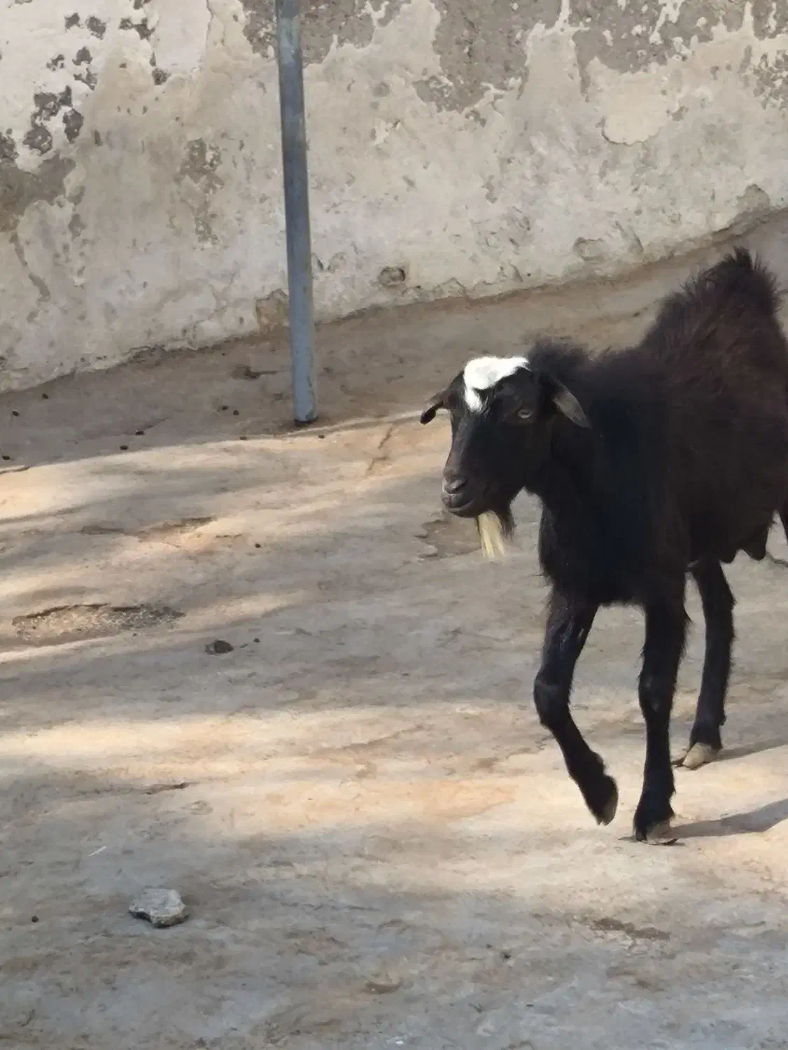 کره نر|حیوانات مزرعه|بندر دیر, |دیوار