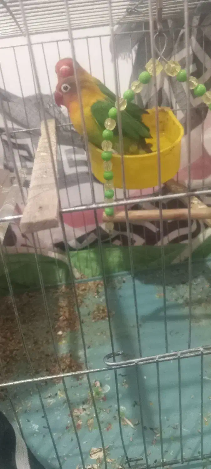 کوتوله معاوضه با جفت عروس هلندی نر و ماده|پرنده|اندیمشک, |دیوار