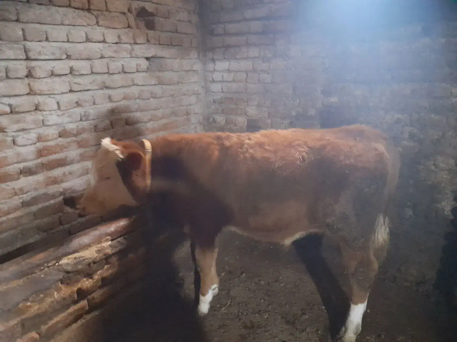 گاو سیمنتال|حیوانات مزرعه|سراجو, |دیوار