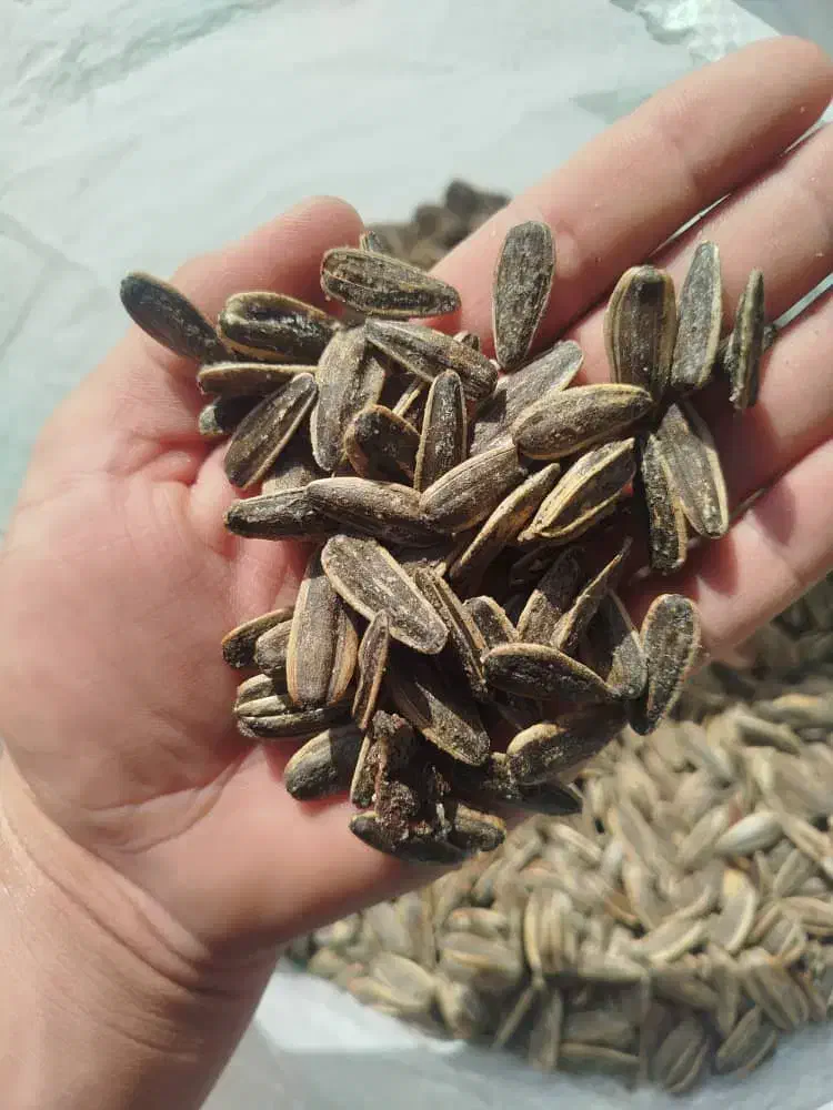 تخمه آفتابگردان تازه وامسالی|خوردنی و آشامیدنی|تهران, تهرانسر شمالی|دیوار