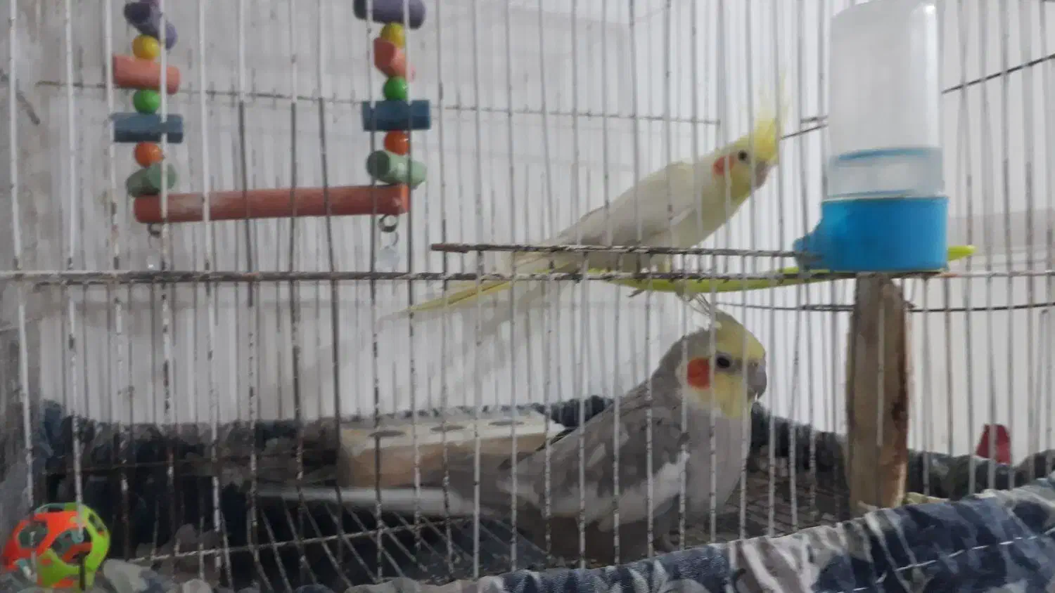 ۲ عدد طوطی عروس هلندی نروماده سیاه مون سوخنگو|پرنده|تربت‌حیدریه, اندیشه|دیوار