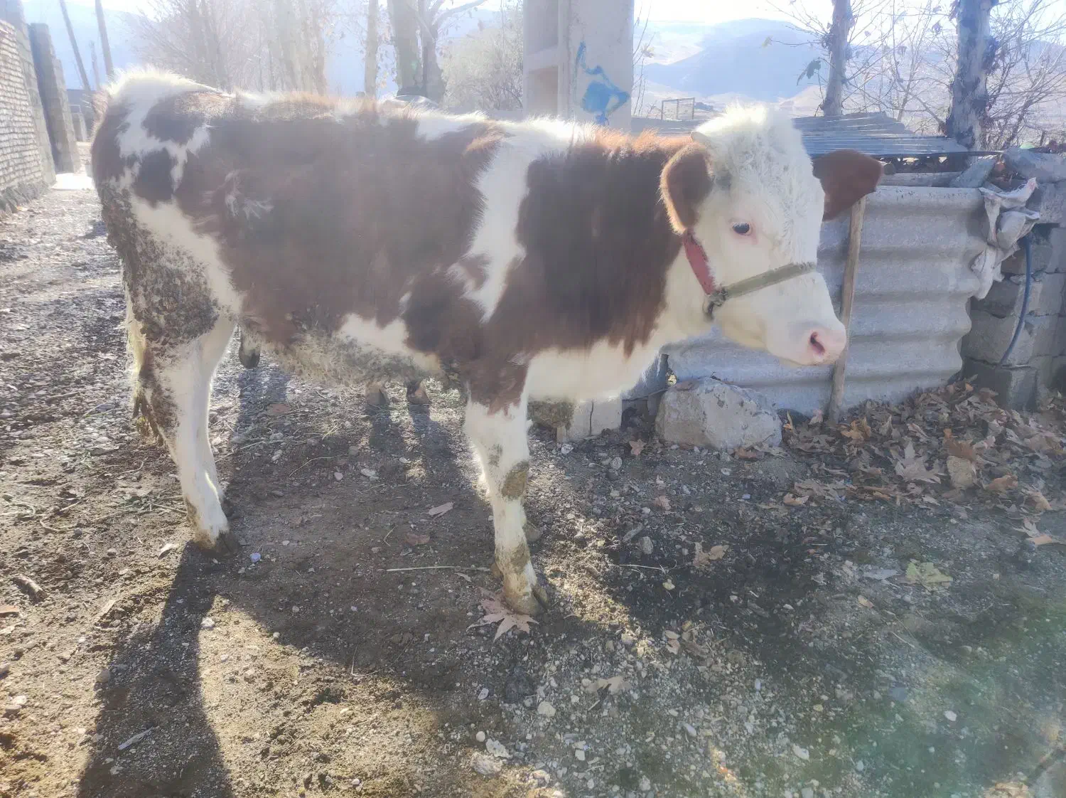 پنج عدد گوساله سیمنتال درجه یک|حیوانات مزرعه|صحنه, |دیوار