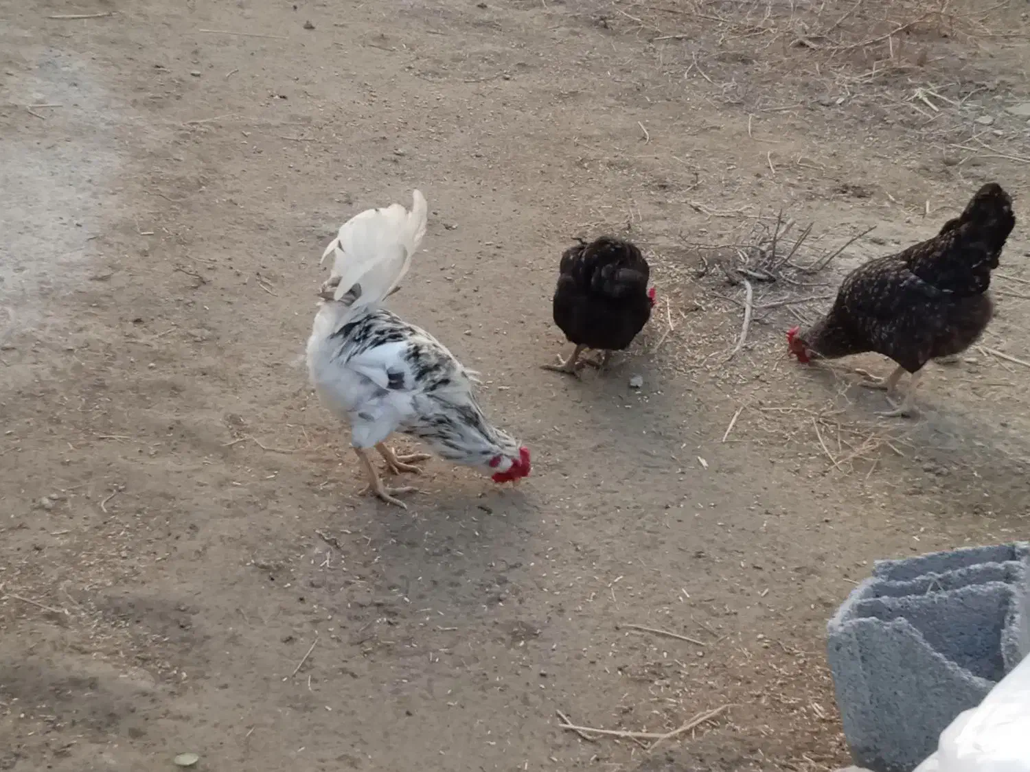 مرغ و خروس|حیوانات مزرعه|گمیشان, |دیوار