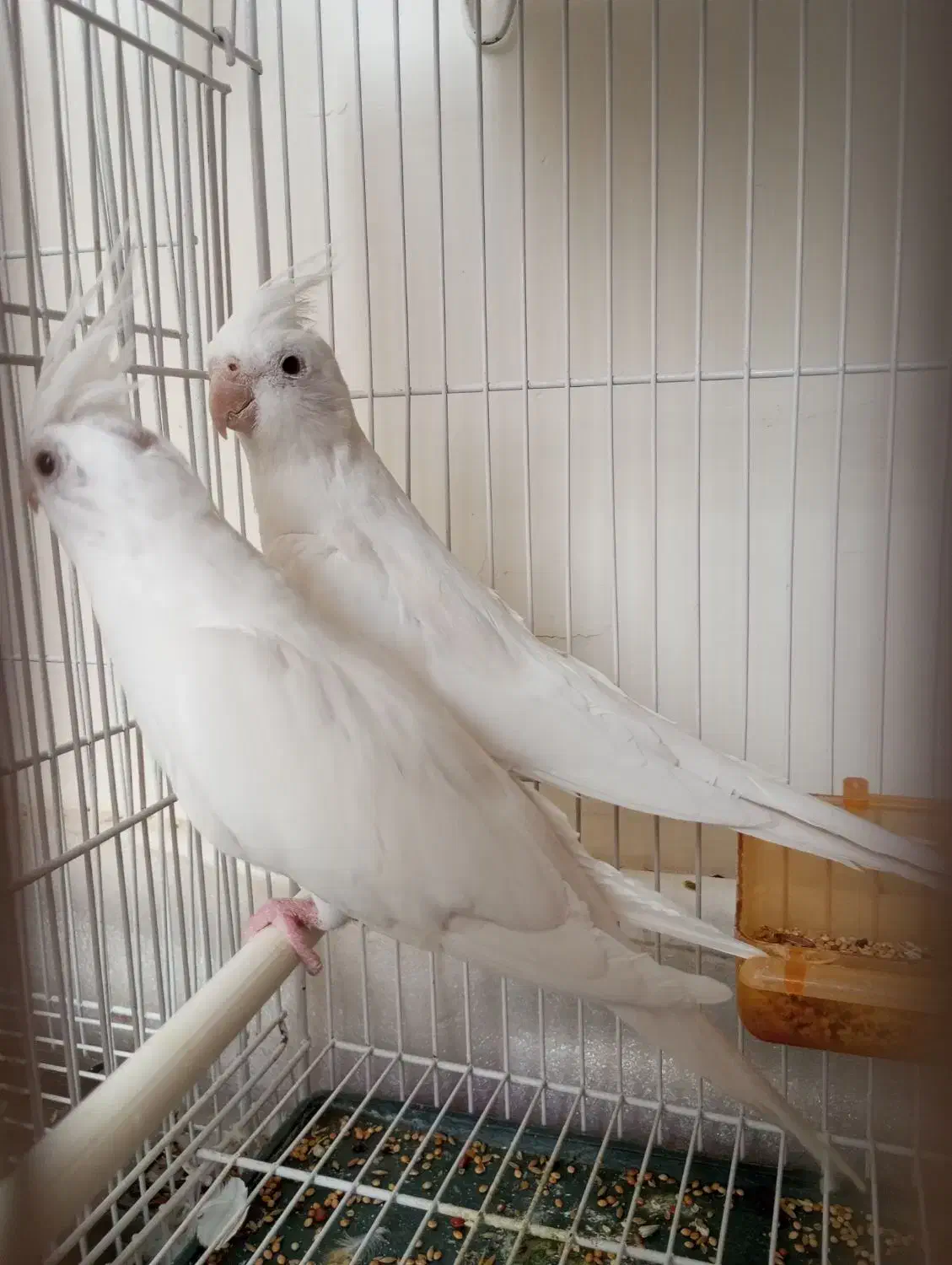 عروس هلندی البینو|پرنده|فردوس (خراسان), |دیوار