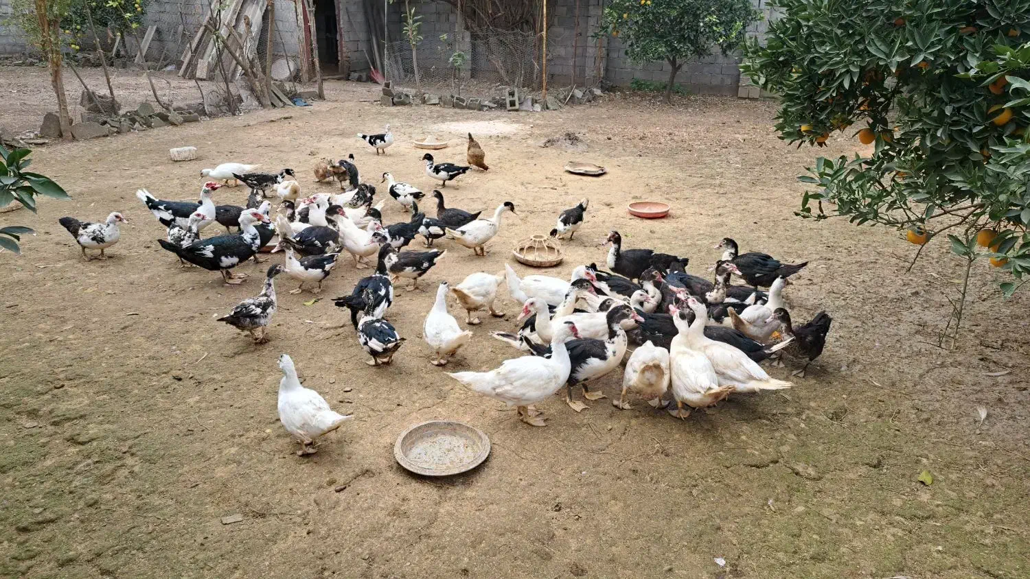 فروش اردک نر و ماده|حیوانات مزرعه|آمل, |دیوار