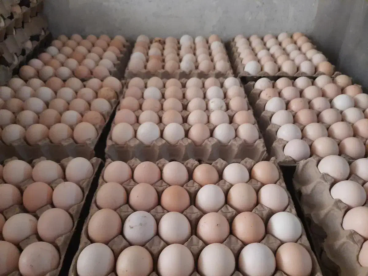 تخم مرغ بومی محلی ارگانیک|خوردنی و آشامیدنی|اصفهان, بهارستان|دیوار