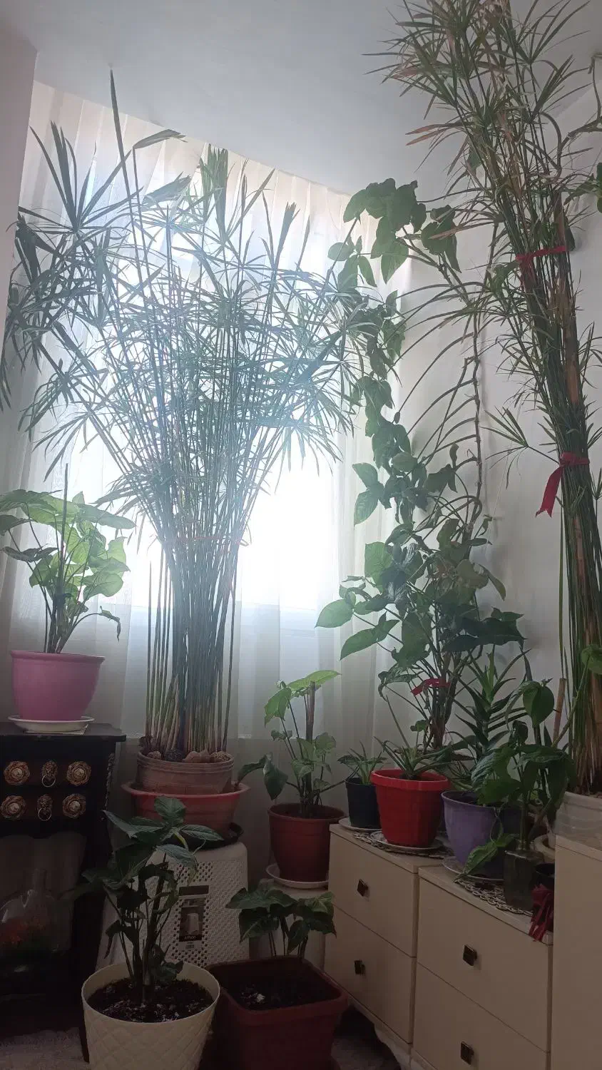 گلهای طبیعی بصورت یکجا ویا تکی بفروش می رسد|گل و گیاه طبیعی|اسلامشهر, صادقیه|دیوار