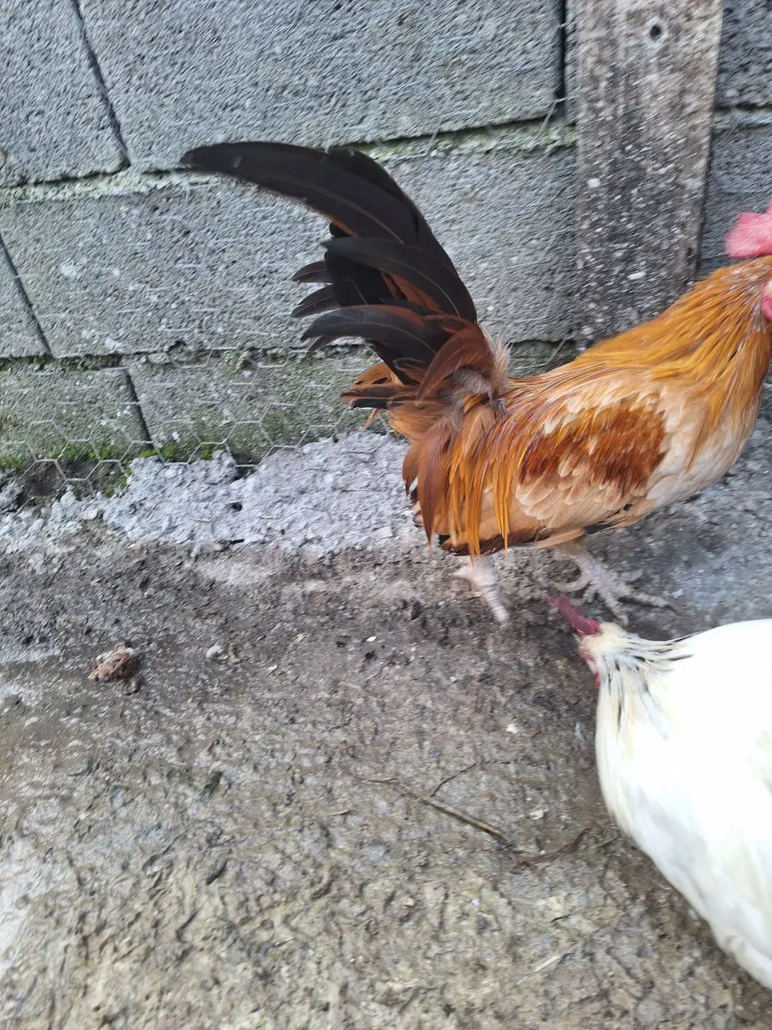 خروس مینیاطوری|حیوانات مزرعه|رویان, |دیوار