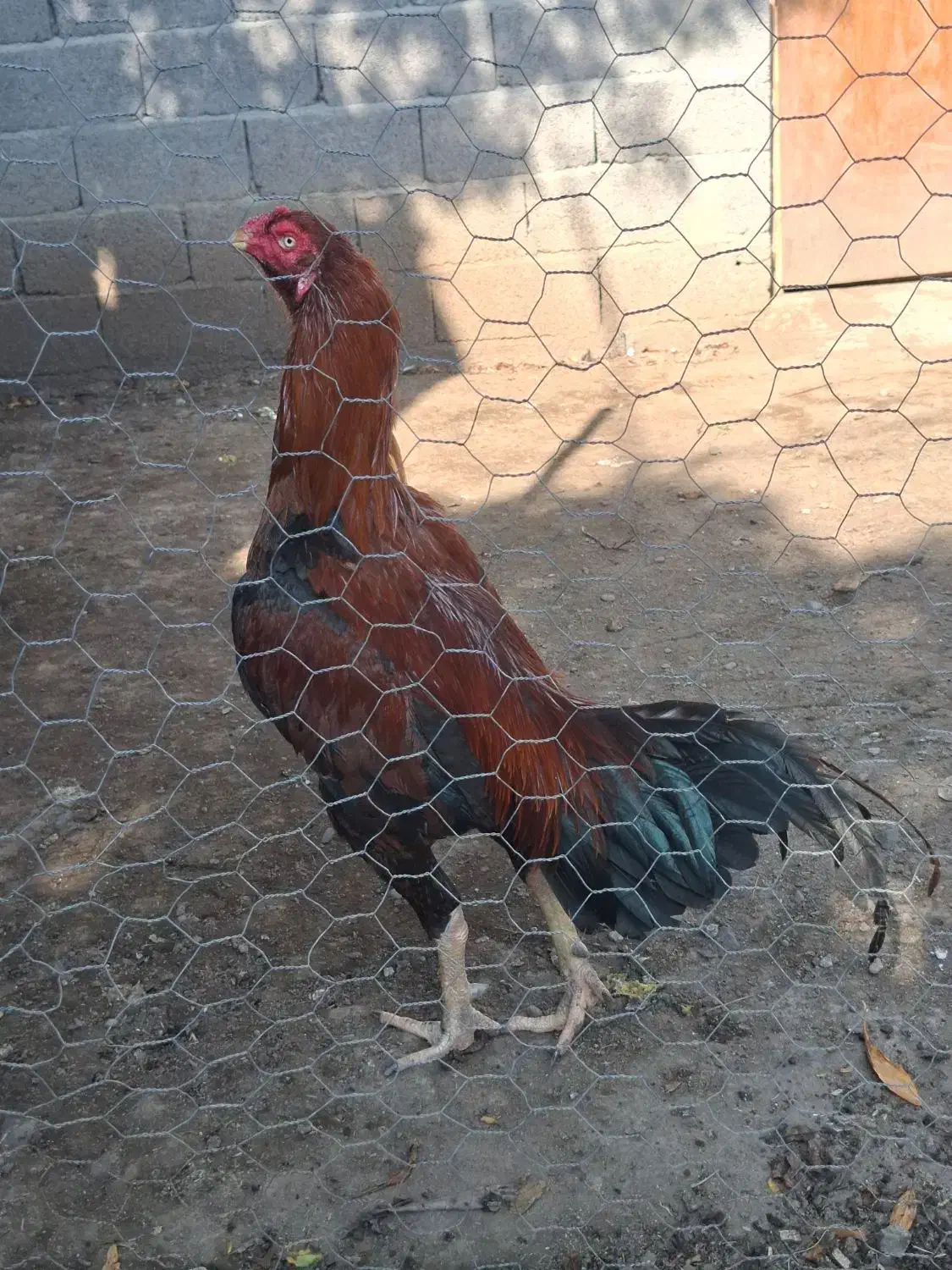 جوجه خروس لاری اصیل|حیوانات مزرعه|واجارگاه, |دیوار