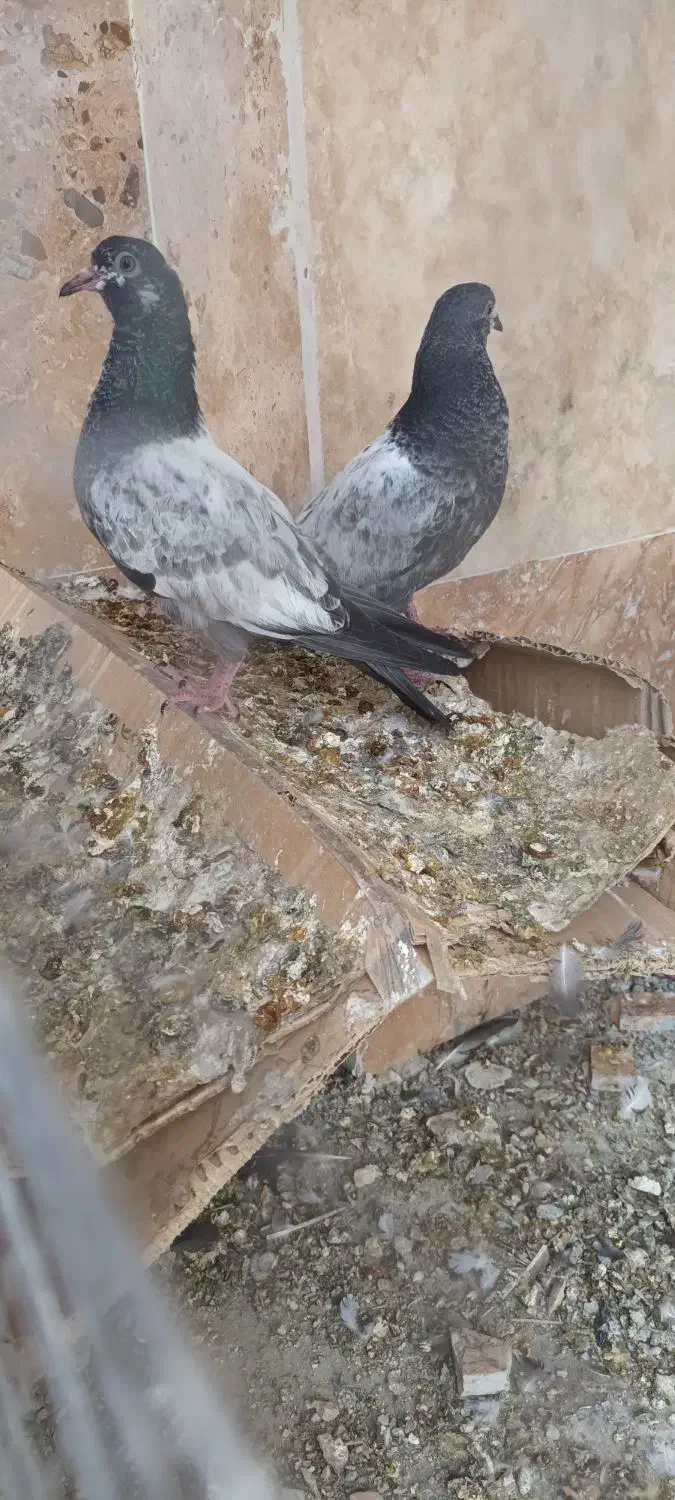 کفترهای پاکستانی|پرنده|تهران, جیحون|دیوار