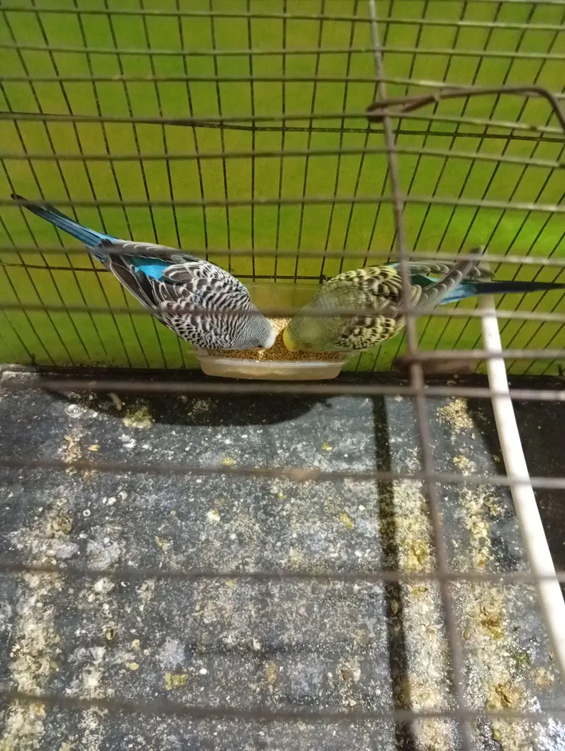 مرغ عشق ماده|پرنده|مشهد, نیزه|دیوار