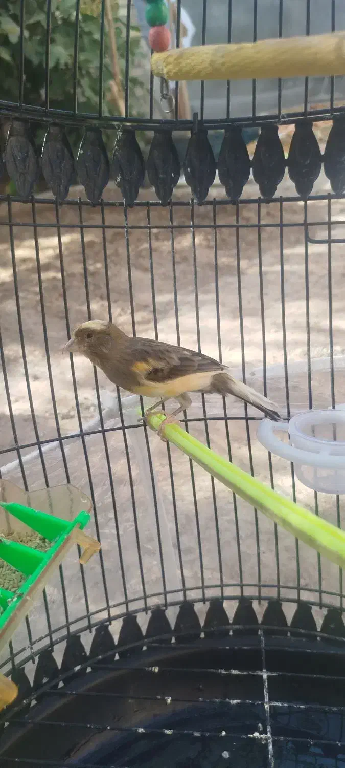 قناری ابلغ|پرنده|تایباد, |دیوار