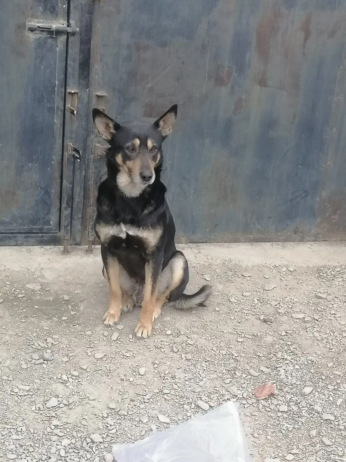 سگ گرگی|سگ|شاندیز, |دیوار