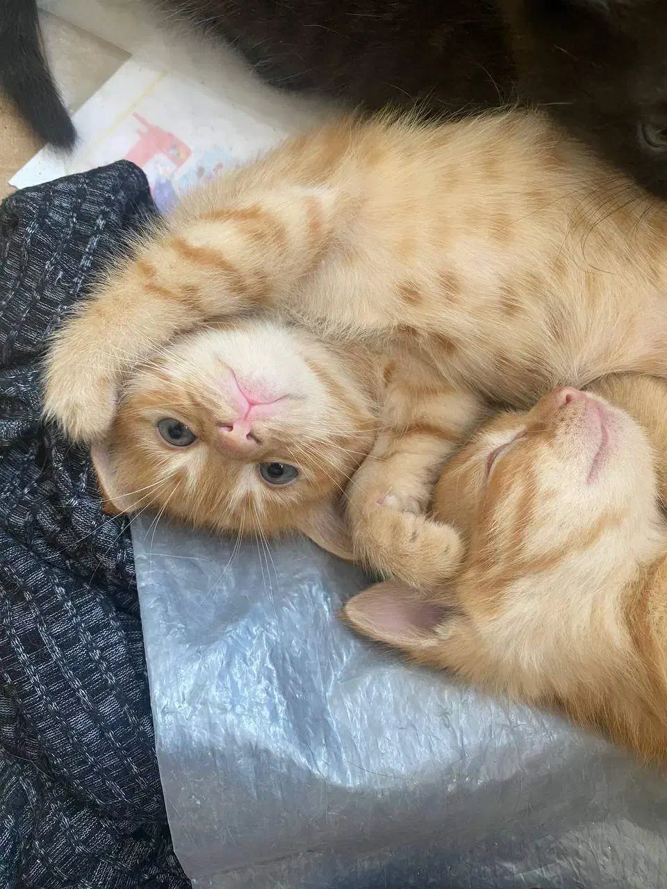 گربه|گربه|رشت, نامجو|دیوار