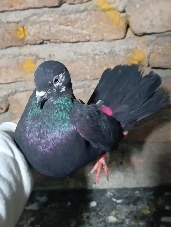 کبوتر|پرنده|کرج, کرج نو|دیوار