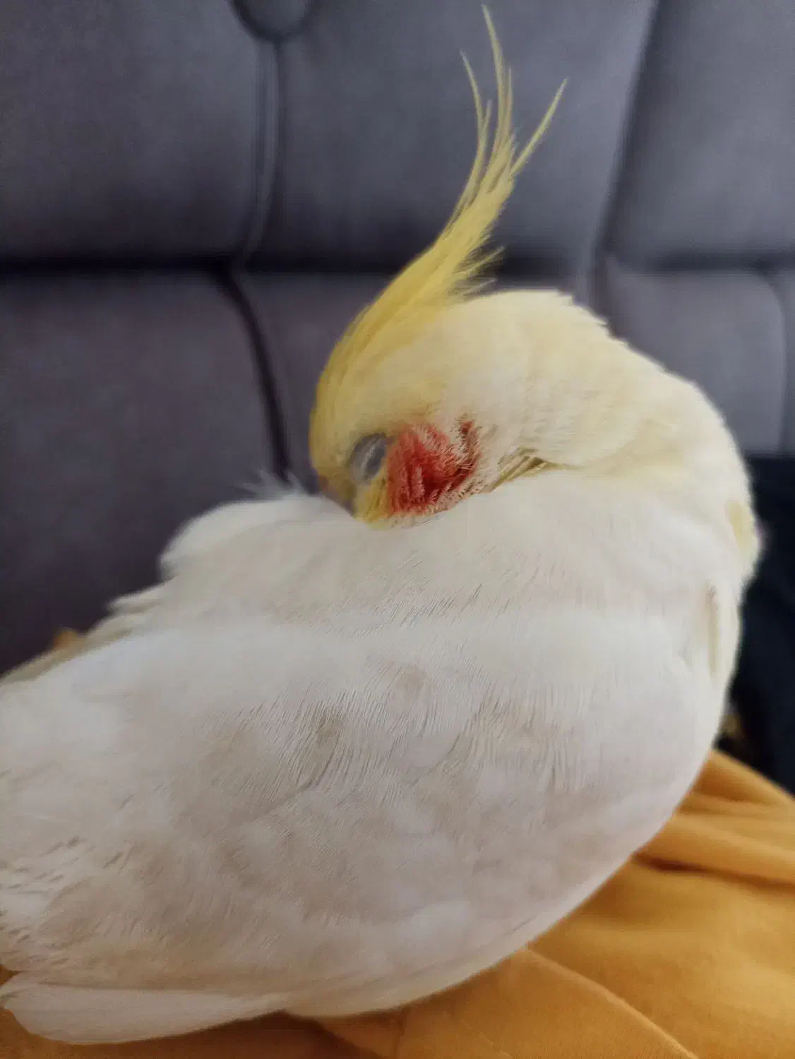 عروس هلندی نر|پرنده|تولم شهر, |دیوار