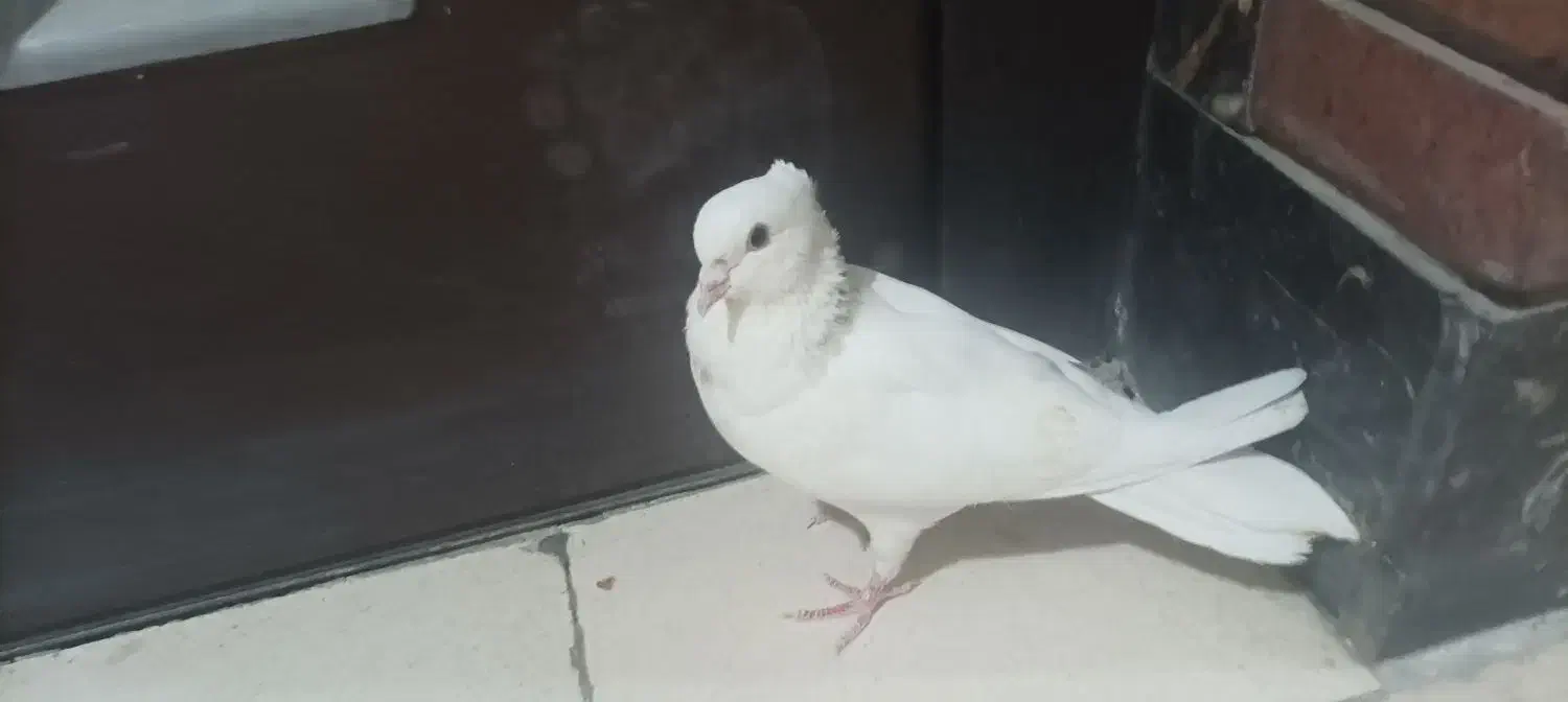 کبوتر|پرنده|سنندج, |دیوار