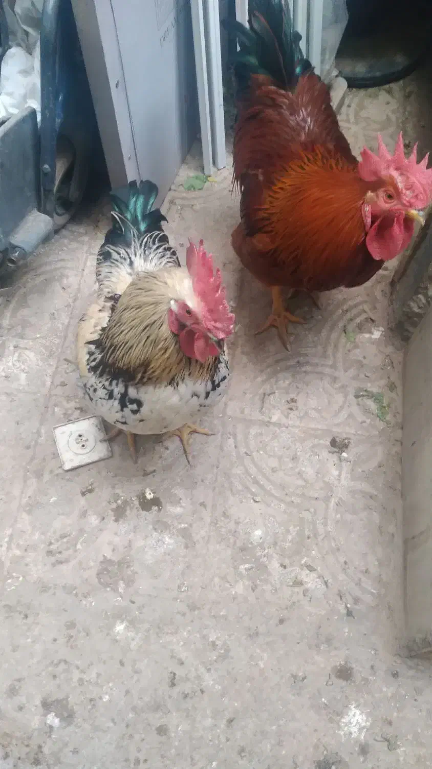 خروس|حیوانات مزرعه|تبریز, |دیوار