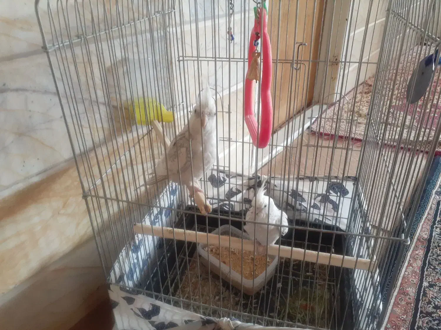 عروس هلندی جفت تخم گذار به فروش میرسد|پرنده|لنجان, |دیوار