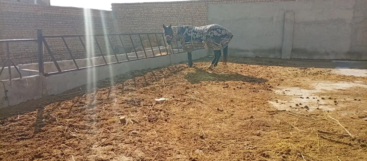 اسب مادیون|اسب و تجهیزات اسب‌سواری|شیروان (خراسان), |دیوار