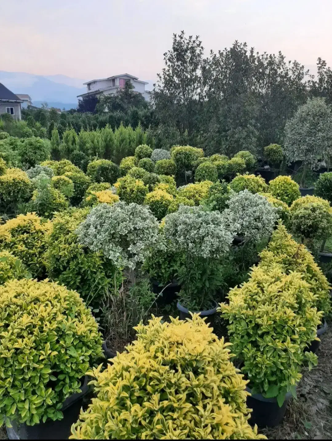 خدمات باغبانی کاشت گل باغچه کاری|خدمات باغبانی و درختکاری|دماوند, گیلاوند|دیوار