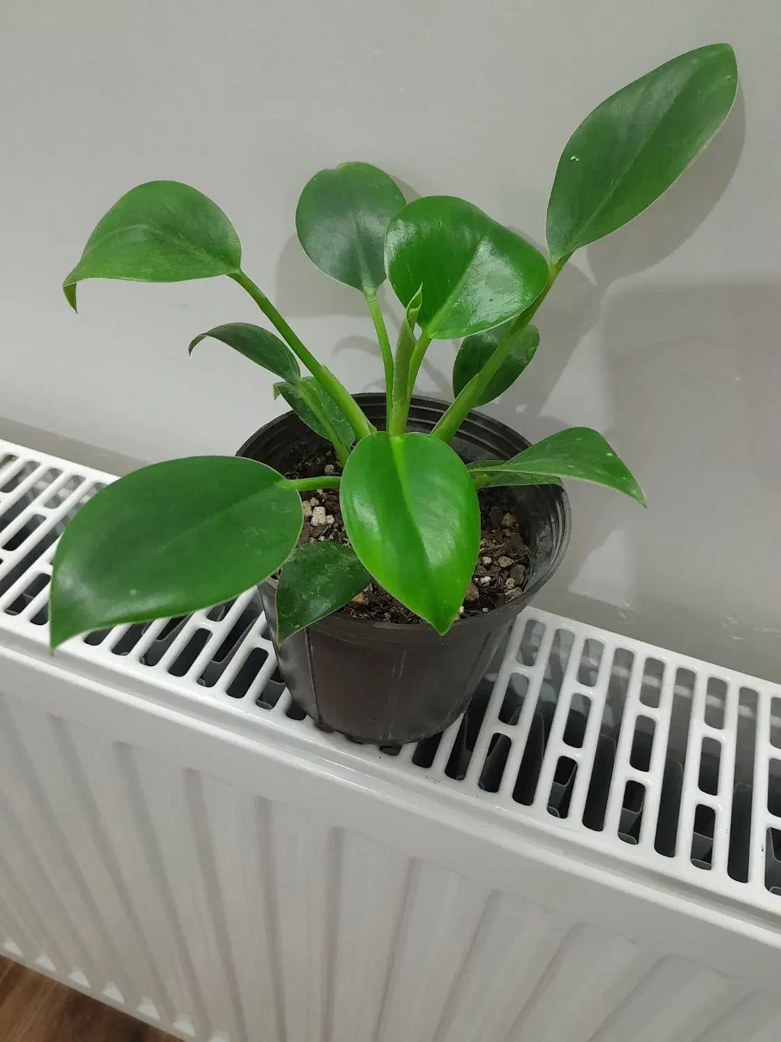 گلهای اپارتمانی زاموفیلیا وسانسوریا پتوس پهن برگ|گل و گیاه طبیعی|گرگان, |دیوار