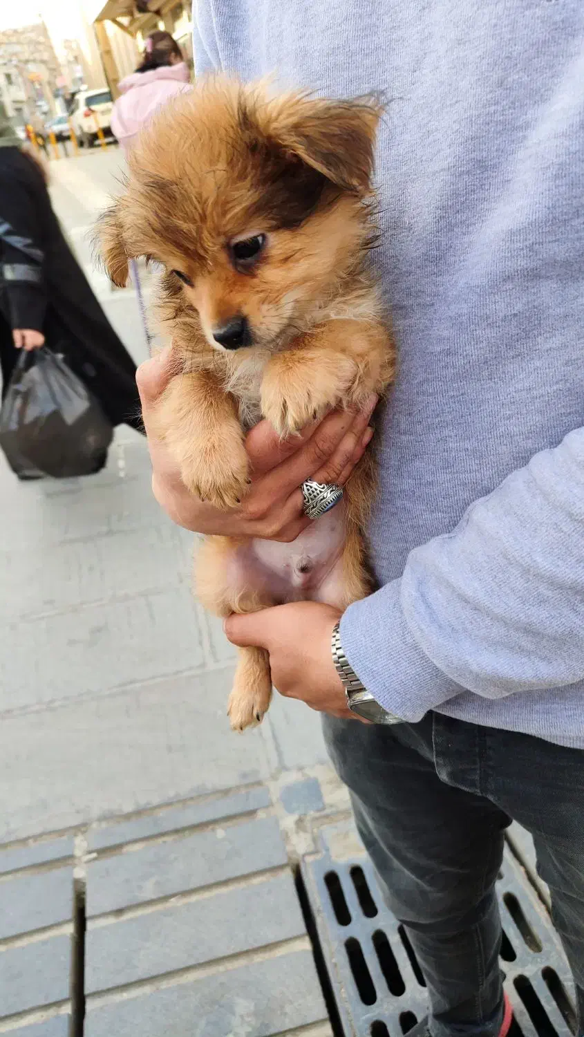 سگ پودل|سگ|سنندج, |دیوار