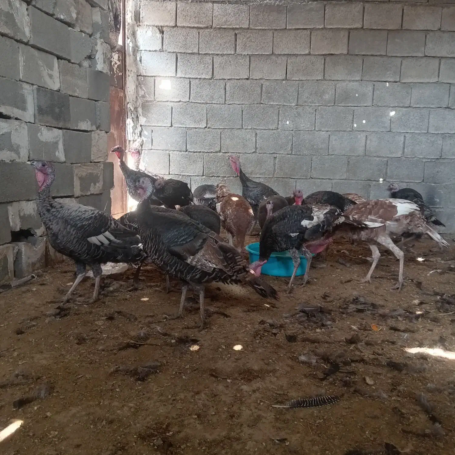 بوقلمون|حیوانات مزرعه|خورموج, |دیوار