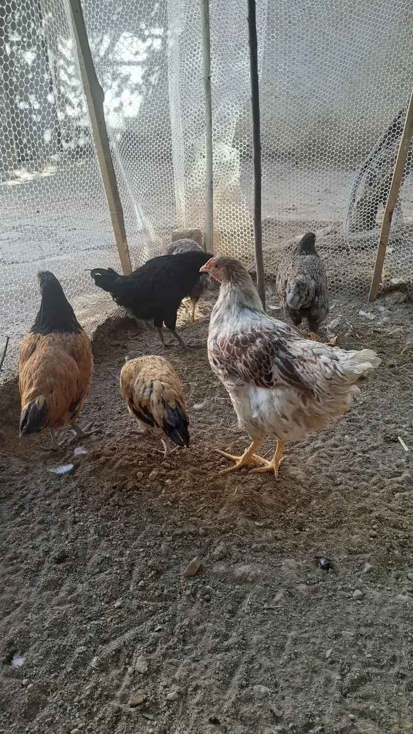 ویاندوت،وروک.لاکنزی،گلپایگان|حیوانات مزرعه|مشهد, ویلاشهر|دیوار