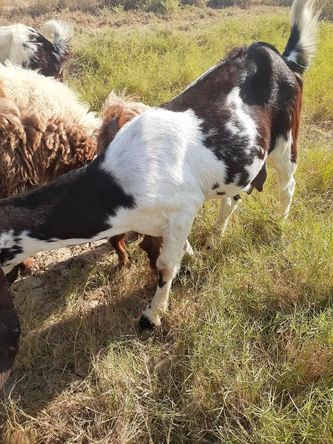 بزشیک افغانیاصل|حیوانات مزرعه|خرمشهر, |دیوار