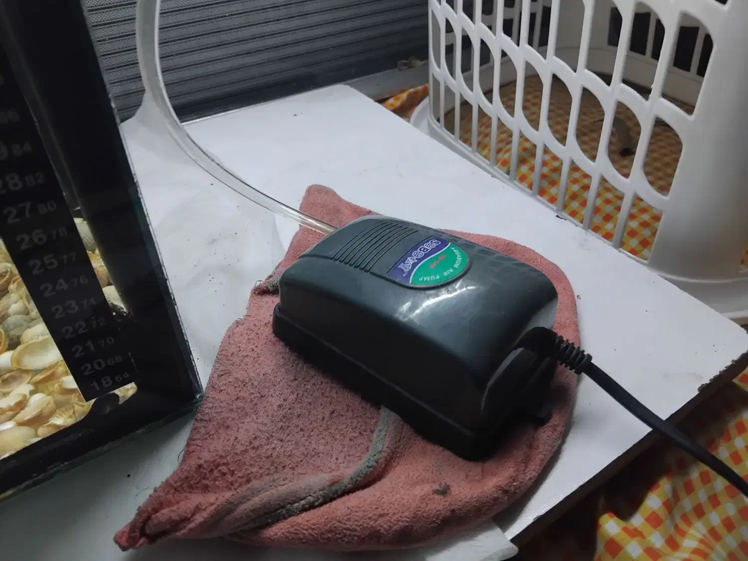 ماهی گوپی|ماهی|صوفیان, |دیوار