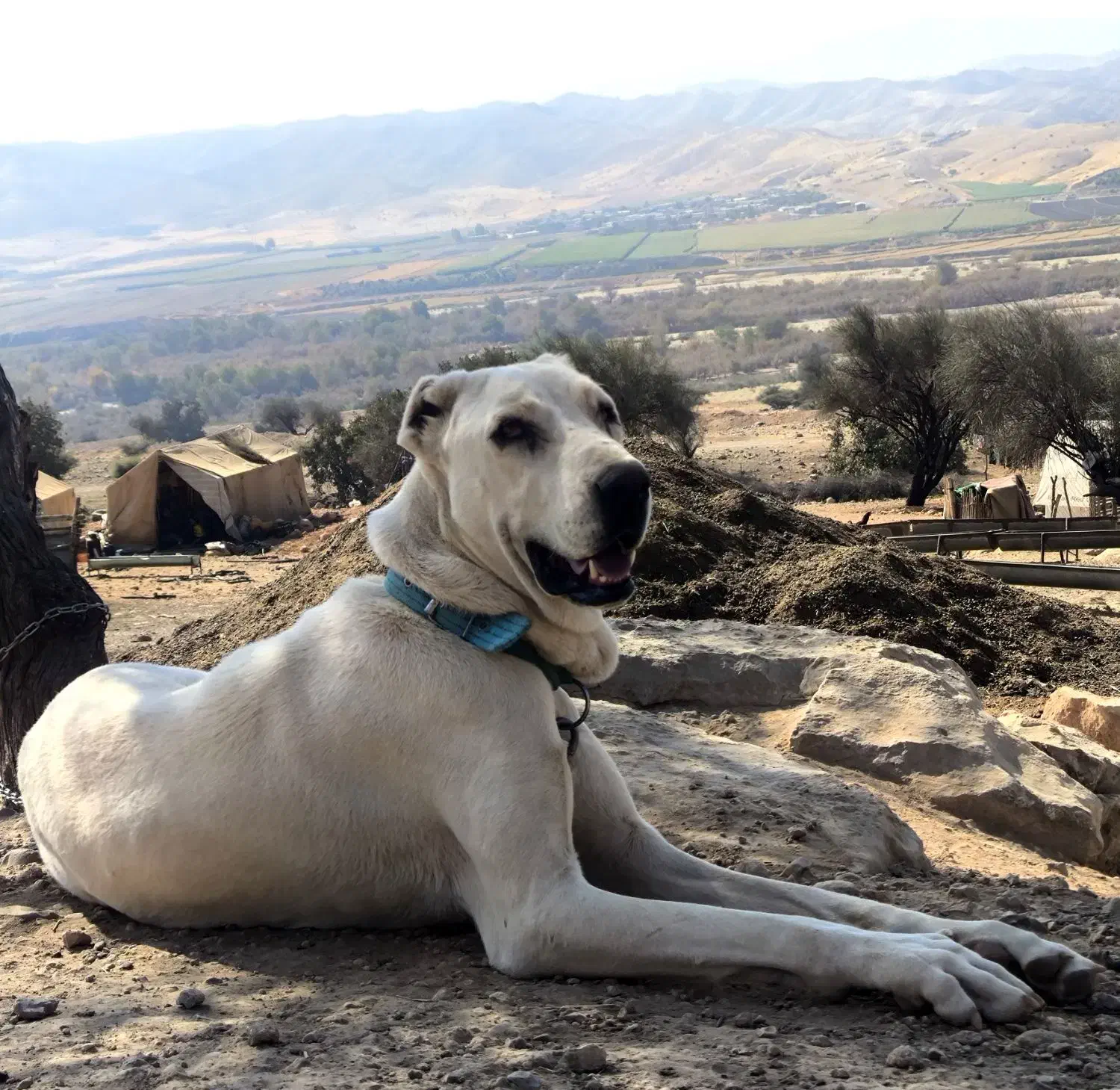 ماده سگ خراسانی ۲۰ماهه|سگ|نورآباد ممسنی, |دیوار