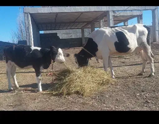 گاو شیری با گوساله|حیوانات مزرعه|ویلکیج, |دیوار