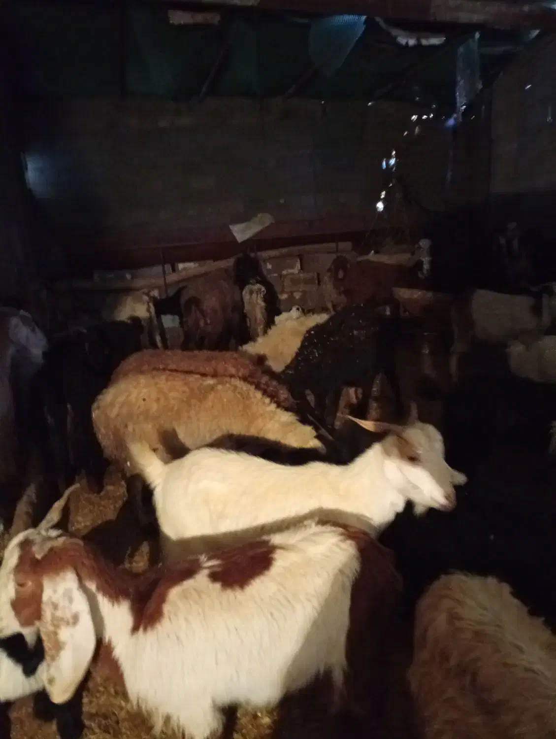 بز داشتی و کشتاری|حیوانات مزرعه|دورود, |دیوار