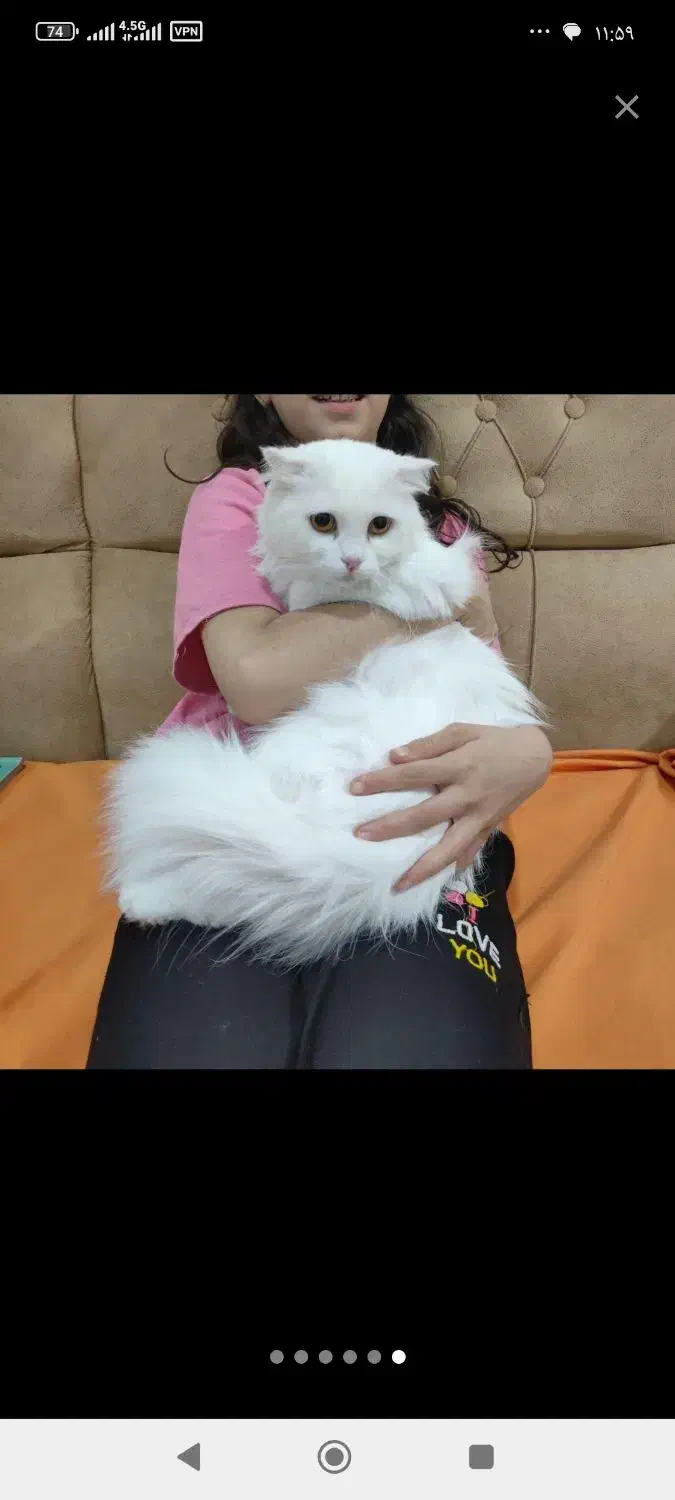 گربه میکس پرشین و DLH ( مو بلند)|گربه|لنگرود, |دیوار